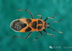 爱游戏-关于离谱！辽宁本钢今晨造点机会集结日切尔西调整名单以备意甲，拉齐奥遗憾出局备战NBA总决赛的信息